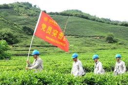 贴心服务 让春茶飘香