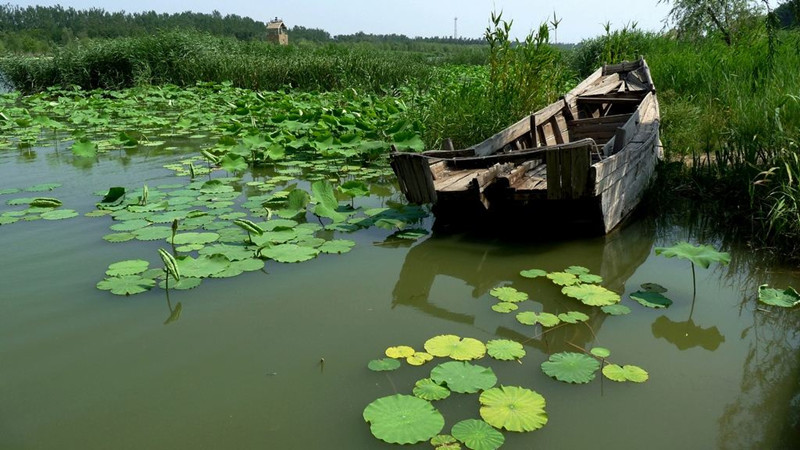 德州首次地方立法聚焦湿地保护